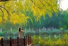 足球比分网站建设-从零到一，打造专业足球比分网站的完整指南